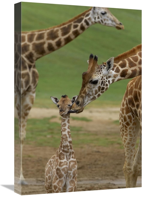 Global Gallery GCS-450853-1624-142 16 x 24 in. Rothschild Giraffe Moth