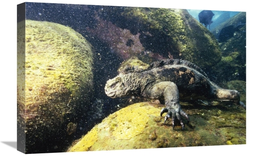 Global Gallery GCS-451237-1624-142 16 x 24 in. Marine Iguana Grazing o