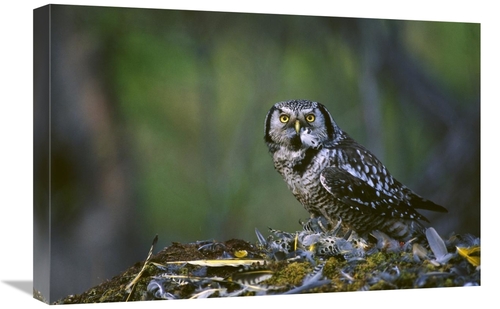 Global Gallery GCS-451929-1624-142 16 x 24 in. Northern Hawk Owl Feedi