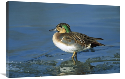 Global Gallery GCS-452516-2436-142 24 x 36 in. Baikal Teal Drake, 