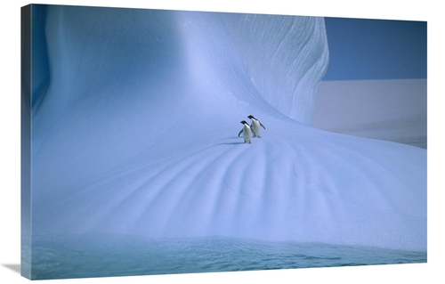 Global Gallery GCS-453514-2436-142 24 x 36 in. Adelie Penguin Pair on 