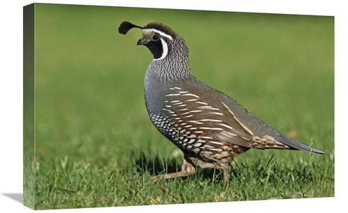 Global Gallery GCS-397453-1624-142 16 x 24 in. California Quail Male&#