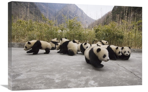 Global Gallery GCS-453025-2030-142 20 x 30 in. Giant Panda Cubs, W