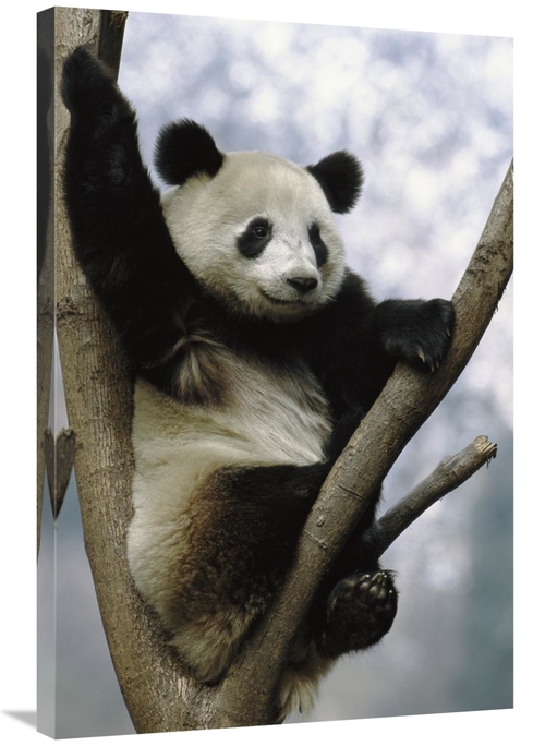 Global Gallery GCS-397901-2436-142 24 x 36 in. Giant Panda in Tree&#44