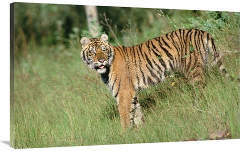 44 in. Siberian Tiger Standing in Green Grass Art Print - Tim Fitzharr