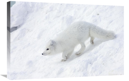 20 x 30 in. Arctic Fox on Snow Drift, Tundra, Arctic Art Print