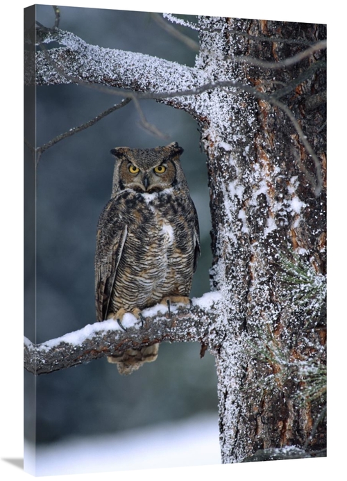 Global Gallery GCS-396906-2436-142 24 x 36 in. Great Horned Owl Perche