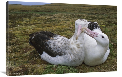 Global Gallery GCS-451803-2436-142 24 x 36 in. Tristan Albatross Male 