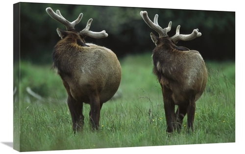 Global Gallery GCS-396639-2030-142 20 x 30 in. Elk Pair Looking Behind