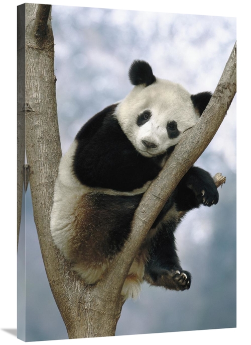 Global Gallery GCS-453115-2436-142 24 x 36 in. Giant Panda, Wolong