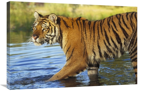 Global Gallery GCS-396382-2436-142 24 x 36 in. Siberian Tiger Walking 