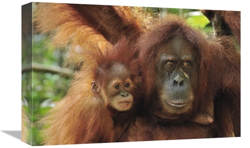 Global Gallery GCS-397667-1218-142 12 x 18 in. Sumatran Orangutan Moth