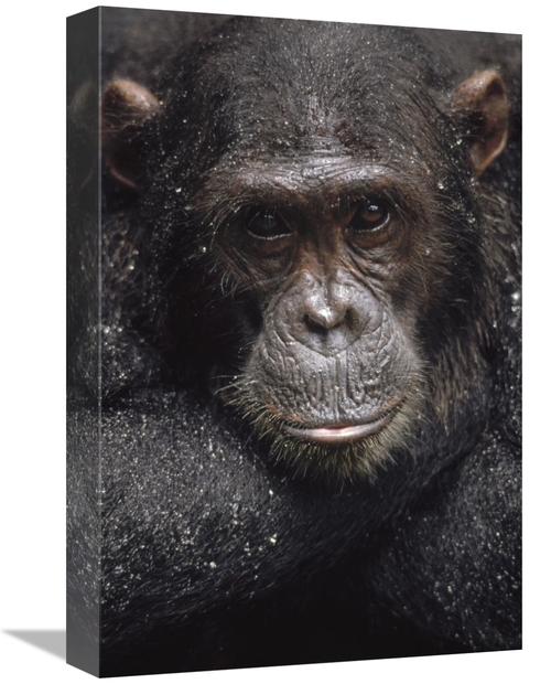 Global Gallery GCS-452773-1218-142 12 x 18 in. Chimpanzee Named Frodo 