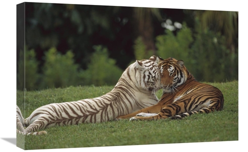 Global Gallery GCS-398532-1624-142 16 x 24 in. Bengal Tiger Affectiona