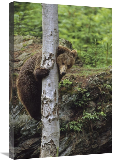 Global Gallery GCS-452282-2030-142 20 x 30 in. Brown Bear Adult Climbi