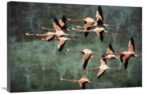 Global Gallery GCS-395580-2436-142 24 x 36 in. Greater Flamingo Group 