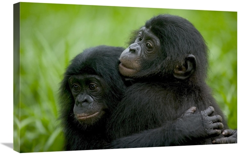 Global Gallery GCS-398114-2030-142 20 x 30 in. Bonobo Pair of Orphans 