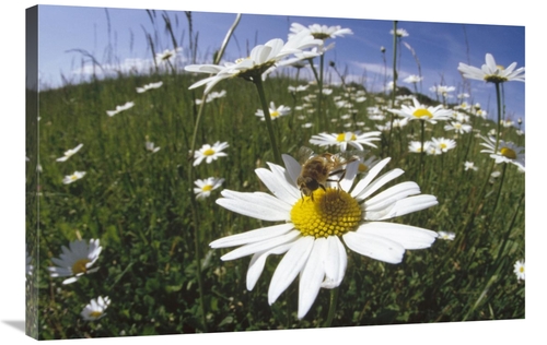 Global Gallery GCS-452277-2436-142 24 x 36 in. Hoverfly Collecting Nec