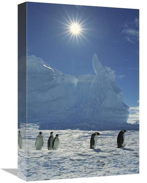 Global Gallery GCS-395598-1218-142 12 x 18 in. Emperor Penguin Commute