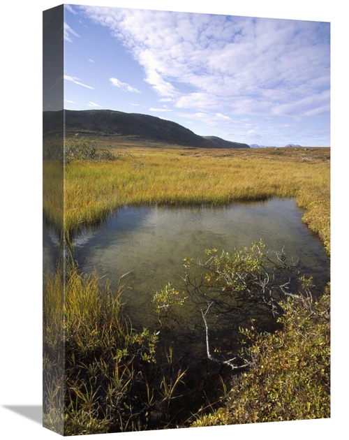 Global Gallery GCS-451346-1218-142 12 x 18 in. Tundra Bog in Autumn&#4