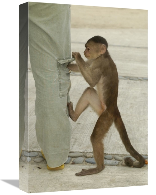 Global Gallery GCS-453089-1218-142 12 x 18 in. White-Fronted Capuchin 