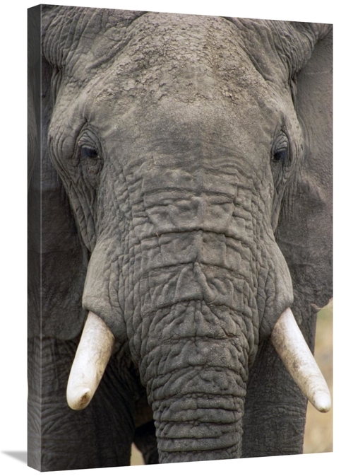 Global Gallery GCS-452804-2030-142 20 x 30 in. African Elephant Face&#