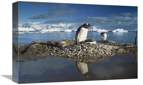 Global Gallery GCS-395780-1218-142 12 x 18 in. Gentoo Penguin Parent o