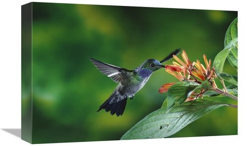 Global Gallery GCS-397252-1218-142 12 x 18 in. Blue-Chested Hummingbir