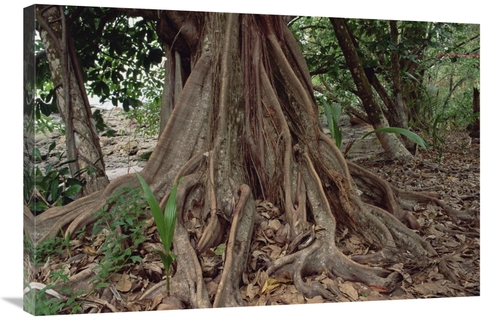 Global Gallery GCS-452828-2436-142 24 x 36 in. Fig in Lowland Tropical