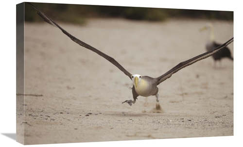 Global Gallery GCS-451370-1624-142 16 x 24 in. Waved Albatross Using B