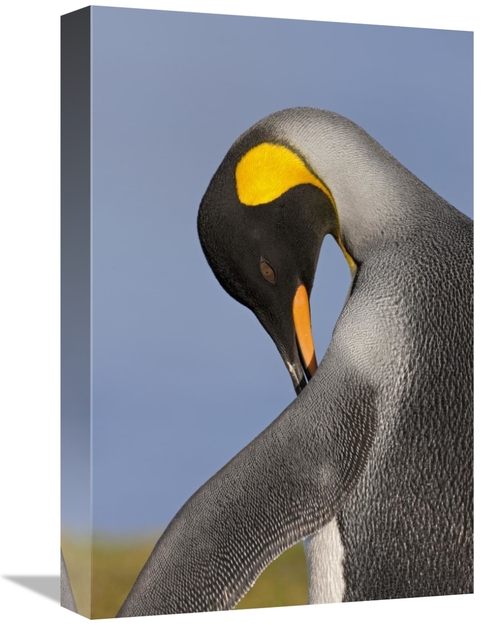 Global Gallery GCS-395343-1218-142 12 x 18 in. King Penguin Preening&#