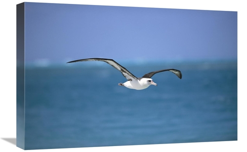 Global Gallery GCS-451555-1624-142 16 x 24 in. Laysan Albatross Flying