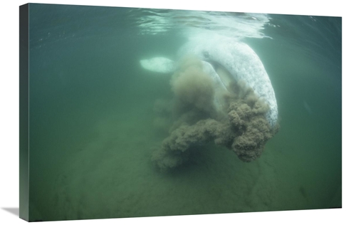 Global Gallery GCS-450590-2030-142 20 x 30 in. Gray Whale Filter Feedi