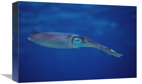 Global Gallery GCS-450751-1218-142 12 x 18 in. Squid Portrait, Bon