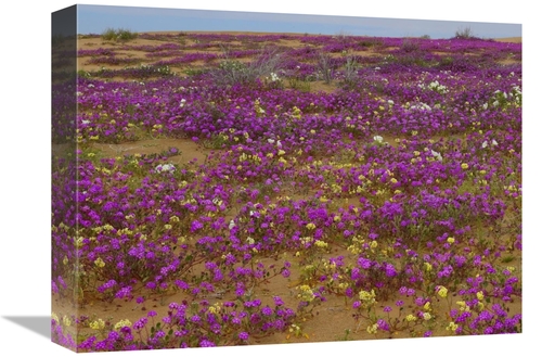 Global Gallery GCS-452102-1216-142 12 x 16 in. Sand Verbena Carpeting 