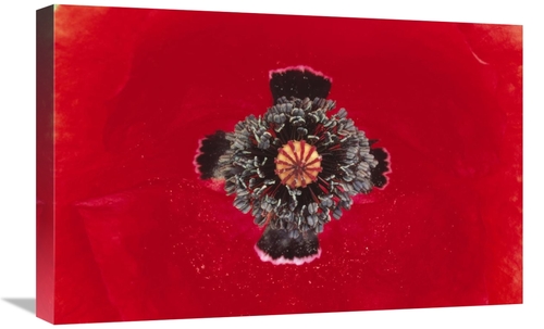 Global Gallery GCS-398212-1624-142 16 x 24 in. European Red Poppy Clos