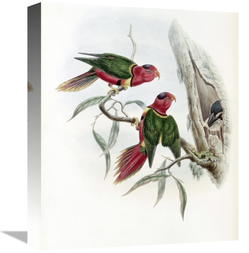 Global Gallery GCS-277756-16-142 16 in. Duchess of Connaughts Parakeet