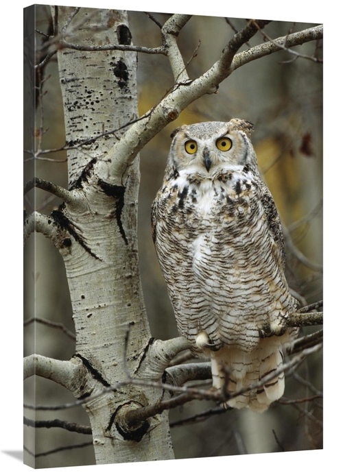 Global Gallery GCS-396558-2436-142 24 x 36 in. Great Horned Owl Pale F