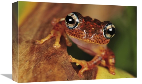 Global Gallery GCS-397651-1218-142 12 x 18 in. Tree Frog Portrait,