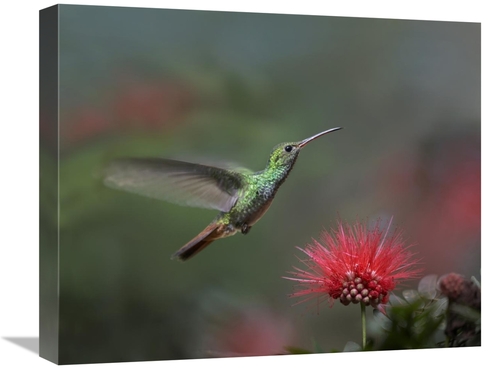 Global Gallery GCS-396566-1620-142 16 x 20 in. Rufous-Tailed Hummingbi