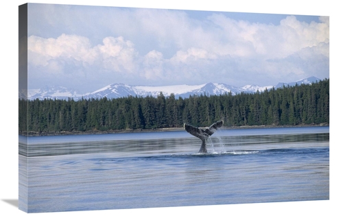 Global Gallery GCS-450805-2030-142 20 x 30 in. Humpback Whale Tail,