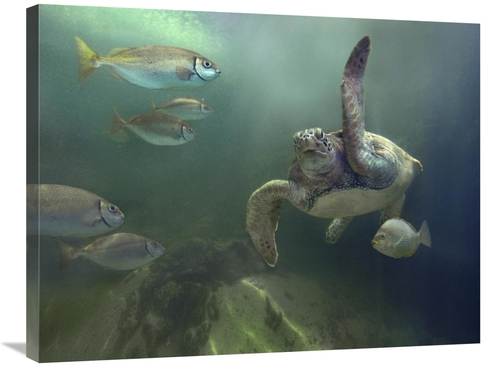 Global Gallery GCS-396160-2432-142 24 x 32 in. Green Sea Turtle & Fish