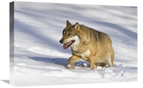 Global Gallery GCS-398513-1624-142 16 x 24 in. Wolf Walking in Snow&#4