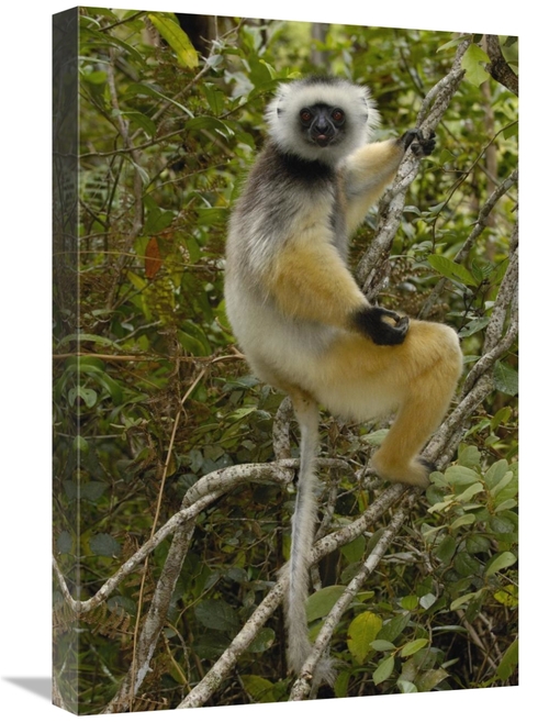 Global Gallery GCS-453035-1624-142 16 x 24 in. Diademed Sifaka, Ma