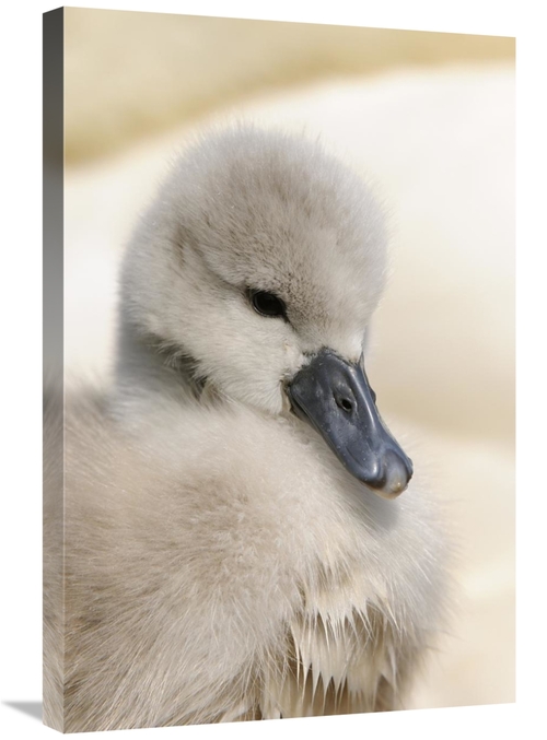 Global Gallery GCS-398174-2030-142 20 x 30 in. Mute Swan Cygnet, H