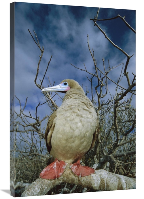 Global Gallery GCS-451772-2436-142 24 x 36 in. Red-Footed Booby in Pal