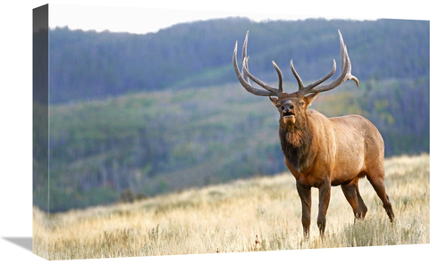 Global Gallery GCS-486448-22-142 22 in. Bull Elk Calling Art Print - V