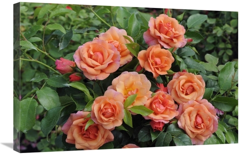 Global Gallery GCS-398341-2030-142 20 x 30 in. Rose Aprikola Variety F