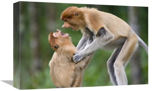 Global Gallery GCS-395814-1218-142 12 x 18 in. Proboscis Monkey Juveni