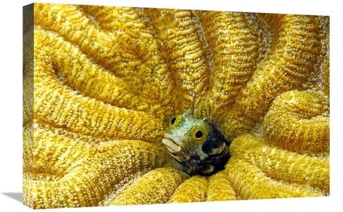 Global Gallery GCS-397589-1624-142 16 x 24 in. Secretary Blenny Peekin